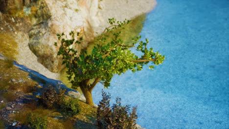 árbol solitario en un acantilado con vistas al océano