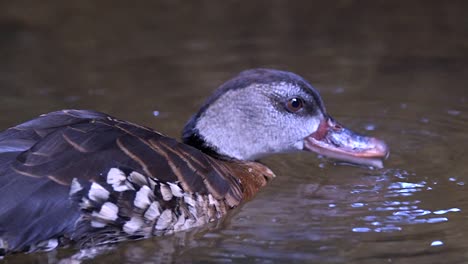 vista de cerca de un pato silbador manchado bebiendo del estanque - cámara lenta