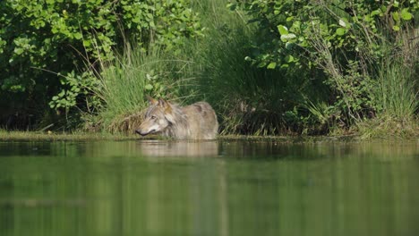 baja toma estática de un paseo vadeando en el agua a lo largo de la orilla de un río y mirando fijamente a la cámara antes de mirar a su alrededor con sus intensos ojos dorados y orejas afiladas