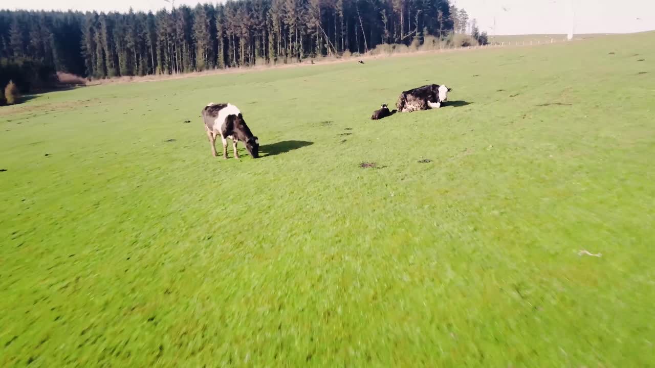 vuelo lento a través de muy cerca de la manada de ganado pastando en el sol de la mañana temprano con ternero y madre