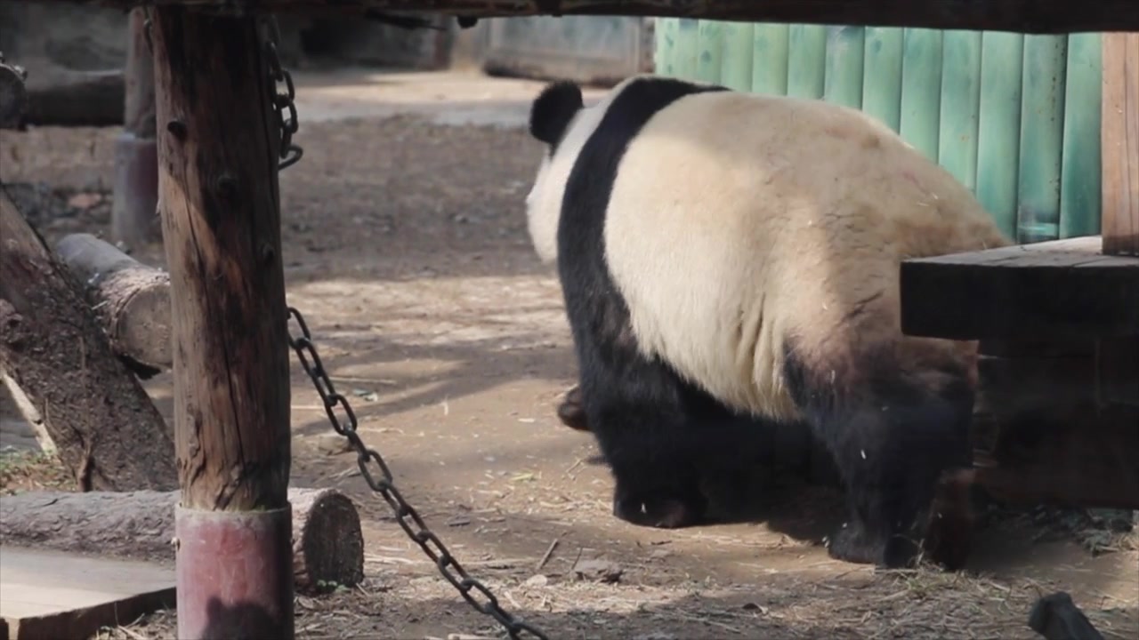 Un panda che si allontana nel suo recinto allo Zoo di Pechino.