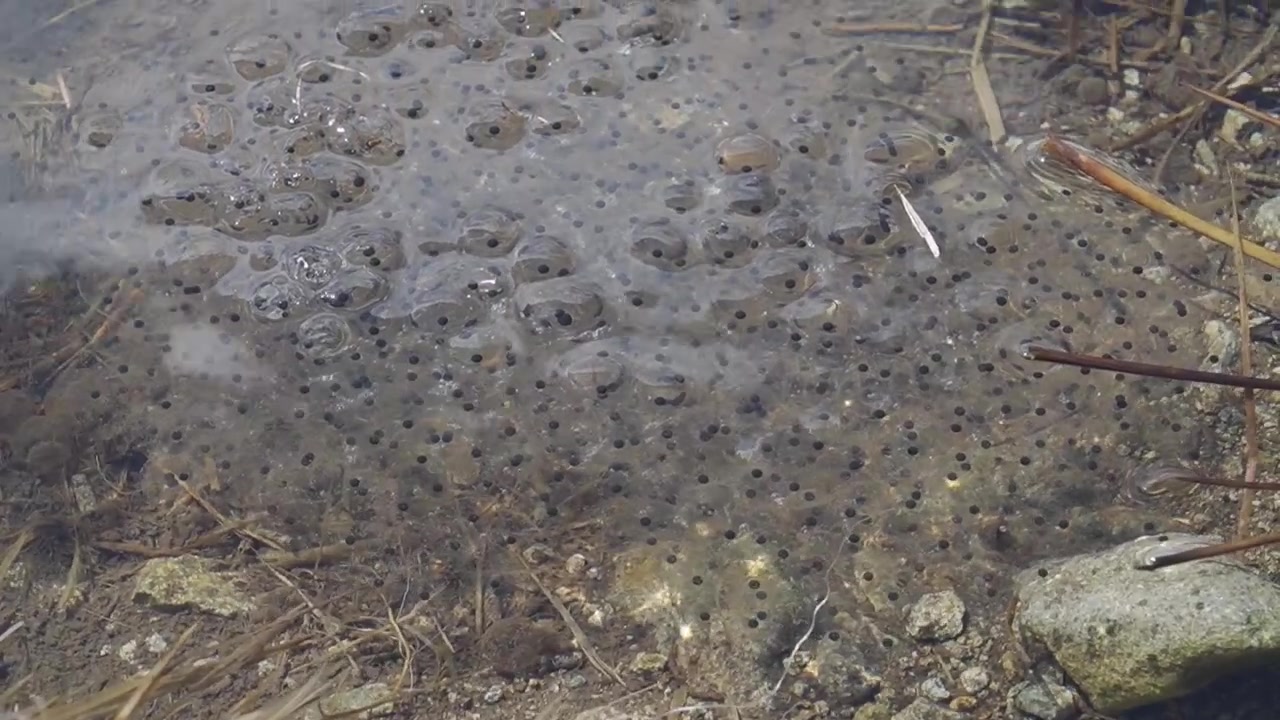 Mittlere Nahaufnahme einer dichten Froschlaichansammlung, die in einer flachen, ruhigen Bergpfütze ruht, umgeben von trockenen Ästen, organischem Material und untergetauchten Sedimenten.