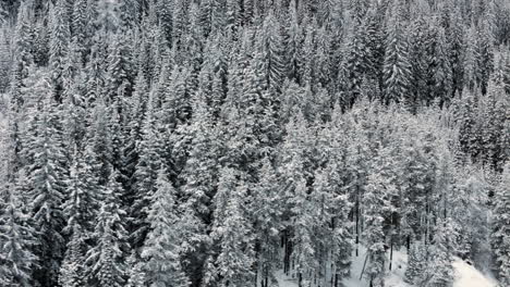 El-Paraíso-Invernal-De-Kootenay:-Picos-Y-Valles