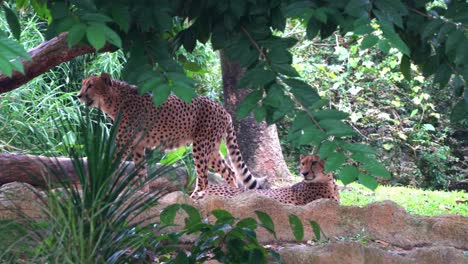 Adult-asiatic-cheetah,-acinonyx-jubatus-venaticus-walking-and-wondering-around-the-environment,-pass-by-another-cheetah-lying-down-in-the-shade,-staring-at-the-camera,-handheld-motion-following-shot