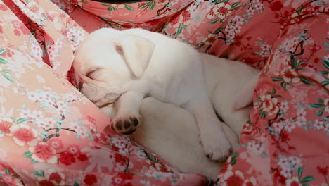 pug puppy sleeping on top of another dog