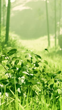 green grass and trees in a forest