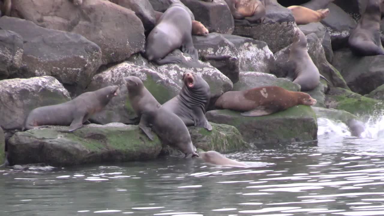 항구의 바위에 앉아 있는 바다사자