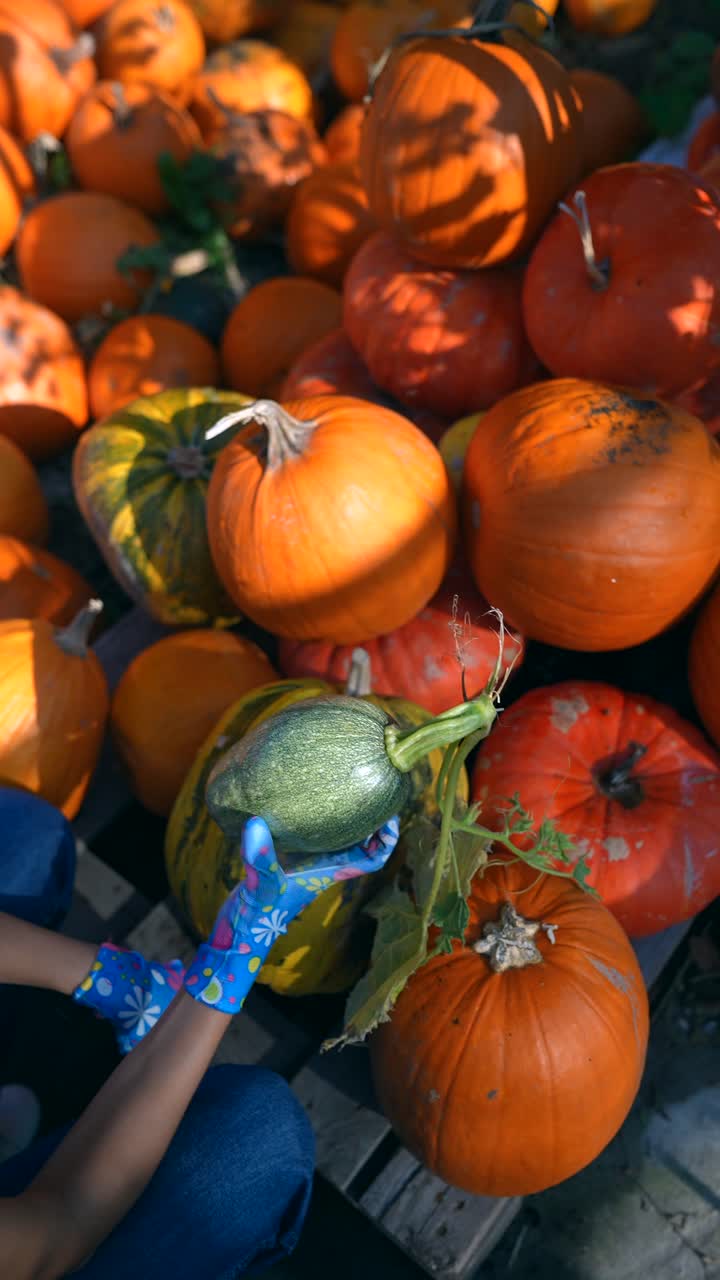 recogiendo calabazas y calabazas en un puesto de la granja