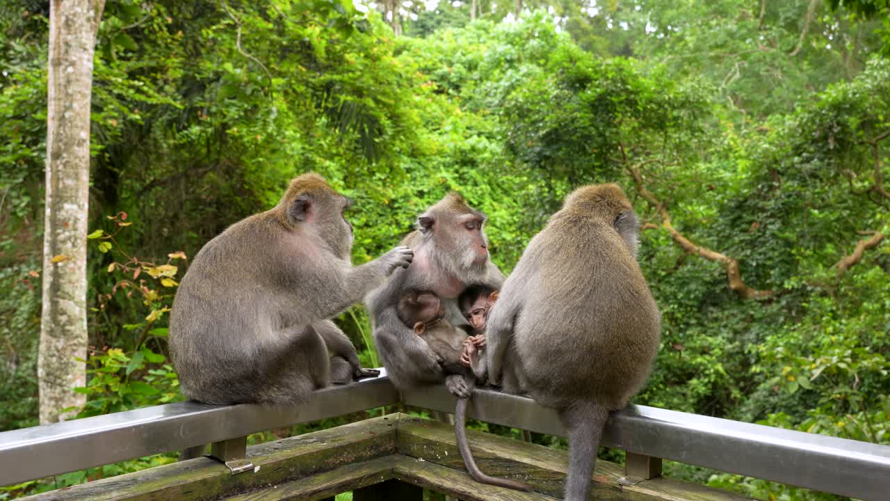 Vínculo social de una familia de macacos con bebés gemelos en Ubud