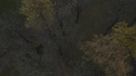 drone top down view of trees in a city park in the autumn season