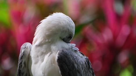 Looking-to-the-right-then-starts-preening-its-feathers,-White-bellied-Sea-Eagle-Haliaeetus-leucogaster,-Philippines