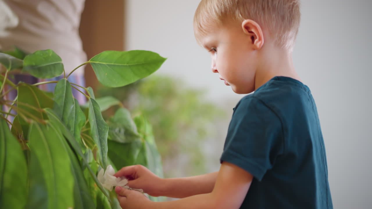 Little boy in dark shirt looking closely at fresh green leaf with focus and curiosity, observing texture, engaging in learning about plants, growth, environment, nature, and mindfulness in calm indoor