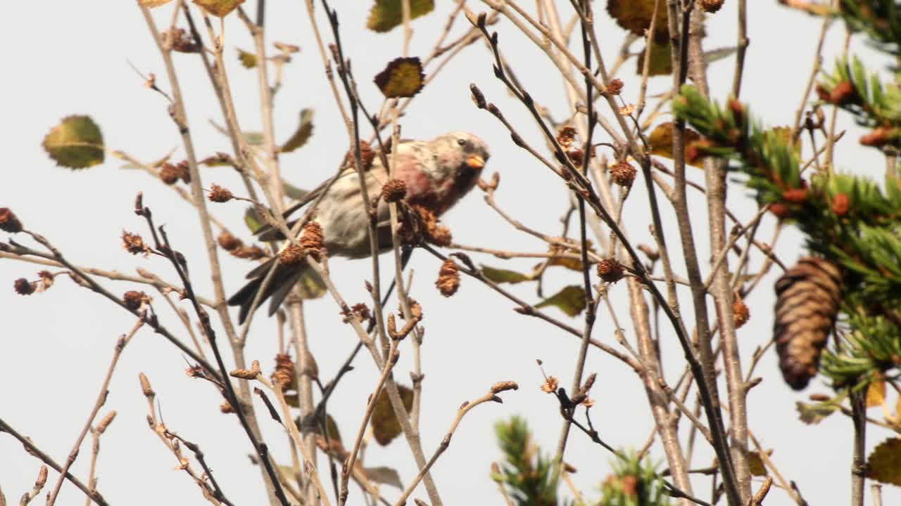 redpoll alimentándose en abedules en otoño