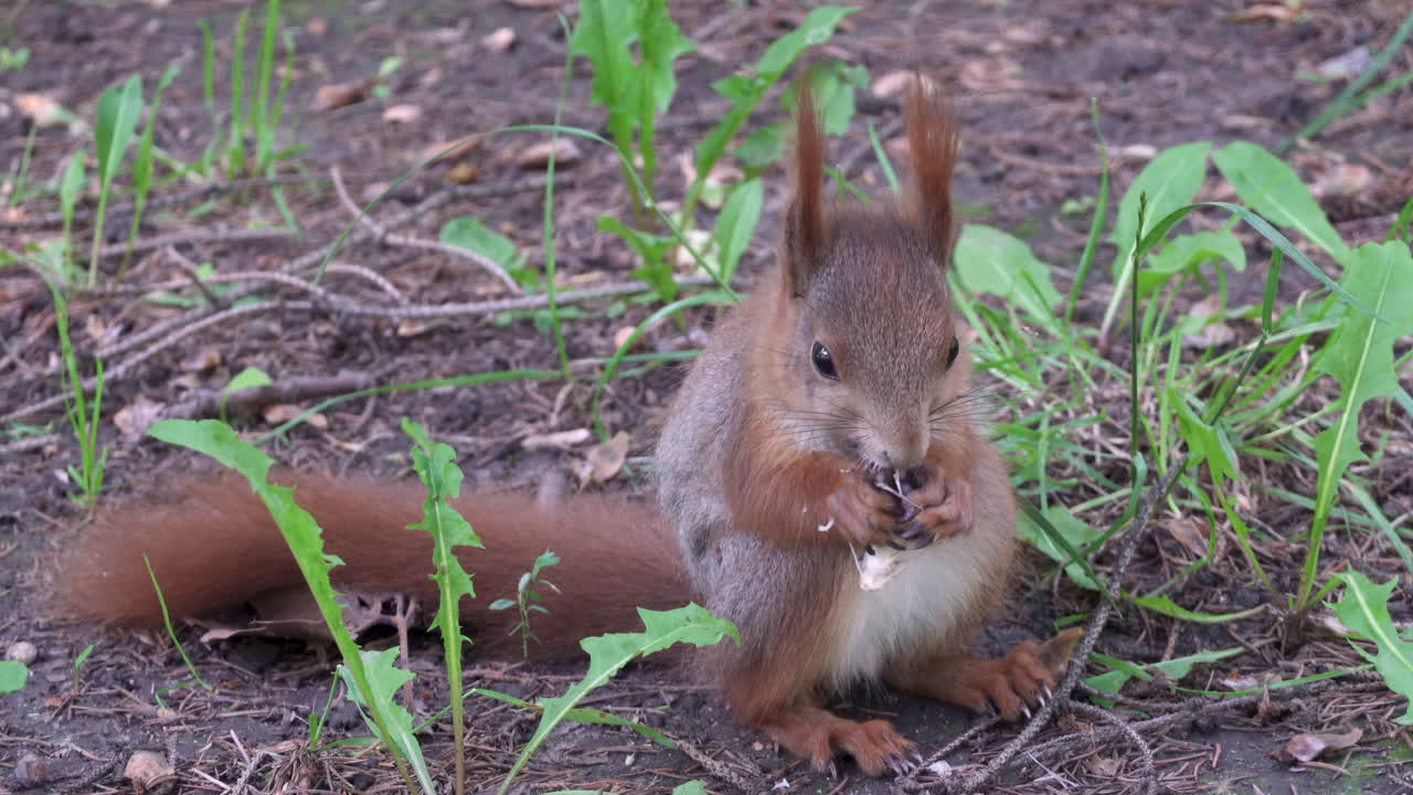 Close up of a brown squirrel eating in the park