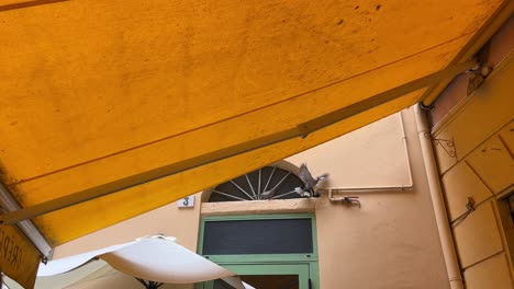 birds flying free and hanging out by a french building