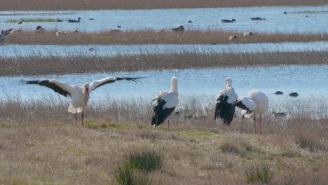 white storks in the aiguamolls de l'empordá, girona costa brava, natural park