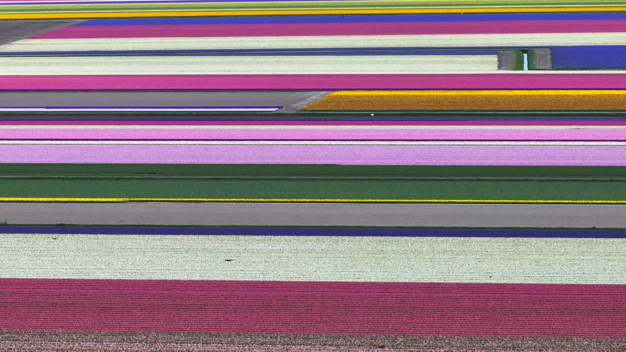 Rows of vibrant rainbow colored tulip and hyacinth flowers blossom and bloom in Netherlands