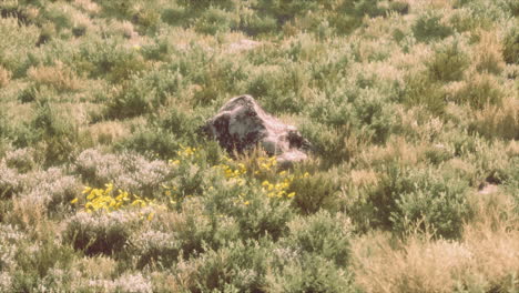 big-rocks-on-field-with-dry-grass