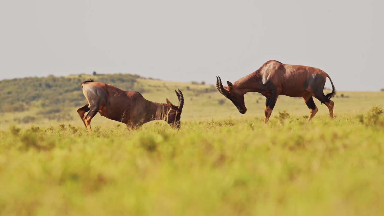 movimiento lento de topi luchando en lucha, animales salvajes africanos en el comportamiento animal territorial, comportamiento increíble protegiendo el territorio en la reserva nacional de maasai mara, kenia, áfrica