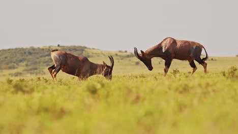 slow motion of topi fighting in fight, african wildlife animals in territorial animal behaviour, amazing behavior protecting territory in maasai mara national reserve, kenya, africa