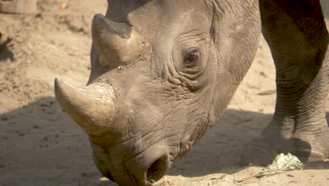 close-up view of an angry protective rhinoceros mother