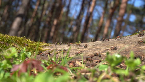 ants crawling on a log