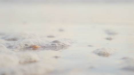 Meerwasser-Spült-über-Zwei-Kleine-Muscheln-Am-Strand