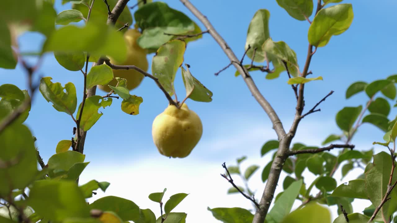 Mela cotogna che ondeggia al vento sull'albero di cotogno in una giornata di sole con cielo azzurro