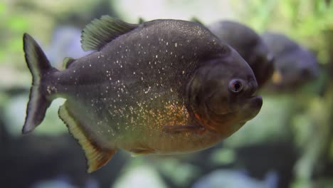 Piranha---Colossoma-macropomum