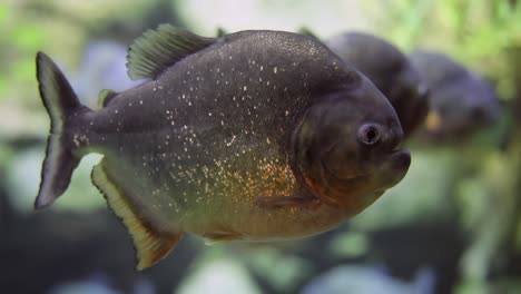 piraña - colossoma macropomum