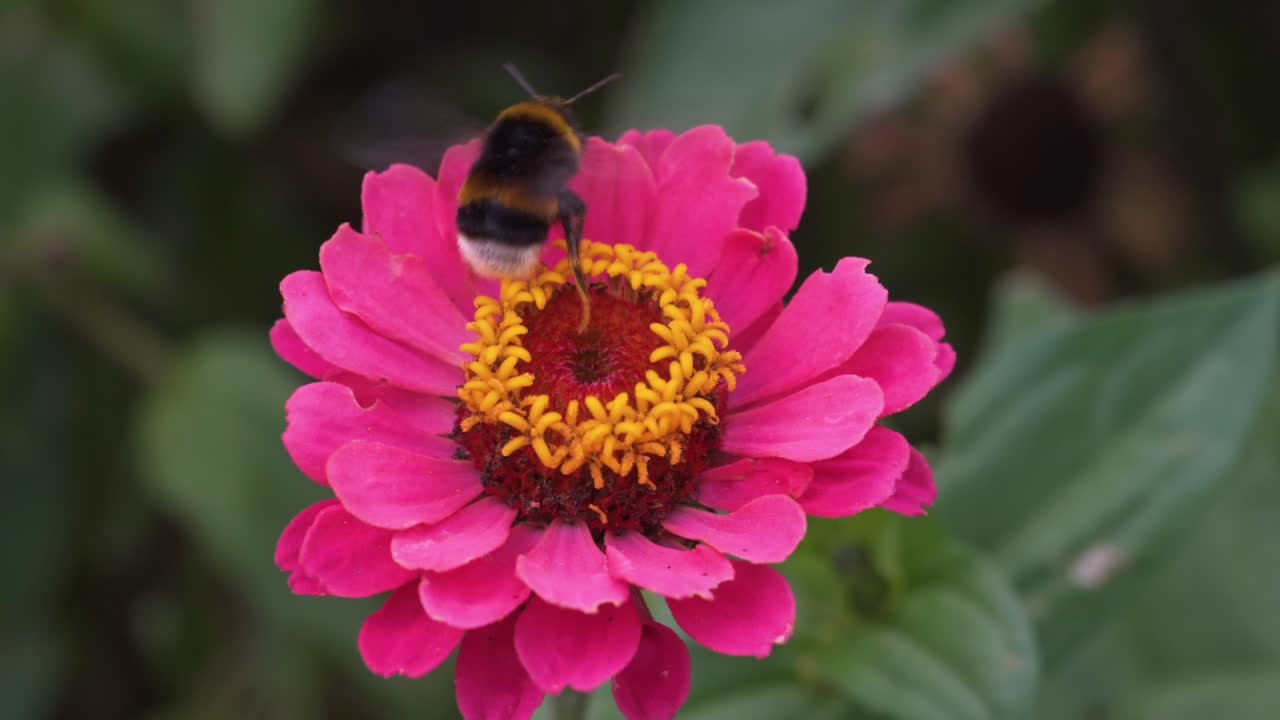 foto macro de un abejorro en flor, recolectando néctar en un día soleado en verano
