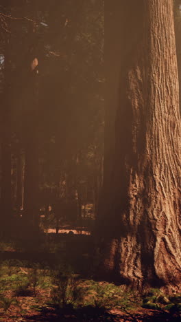 tall trees in a forest