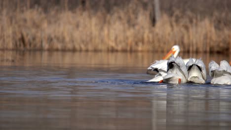 flock of white american pelicans floating in water