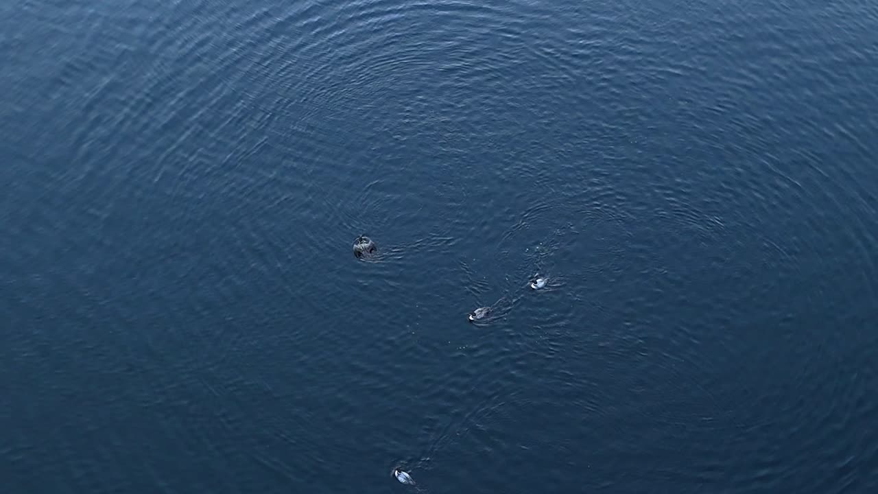 A group of loons moves gracefully across the calm, reflective surface of a tranquil lake. The serene ripples and blue hues of the water create a peaceful ambiance.