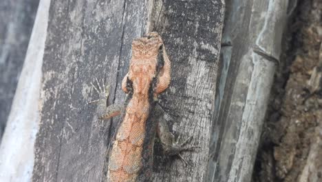 Lagarto---Rojo---Negro---árbol