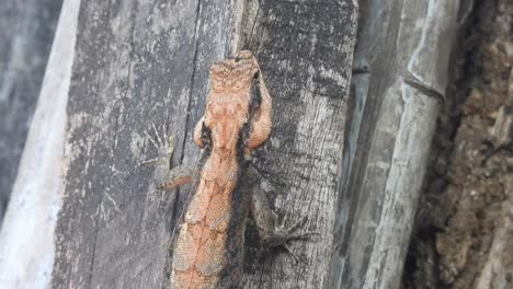 lagarto - rojo - negro - árbol