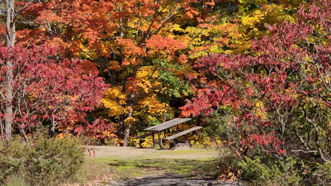 Pan-De-Banco-Del-Parque-Por-Frondosos-árboles-De-Colores-En-La-Luz-Del-Sol-De-Otoño-En-Canadá