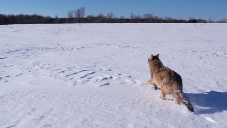 coyote running through deep powder snow and fields to survive the cold winter