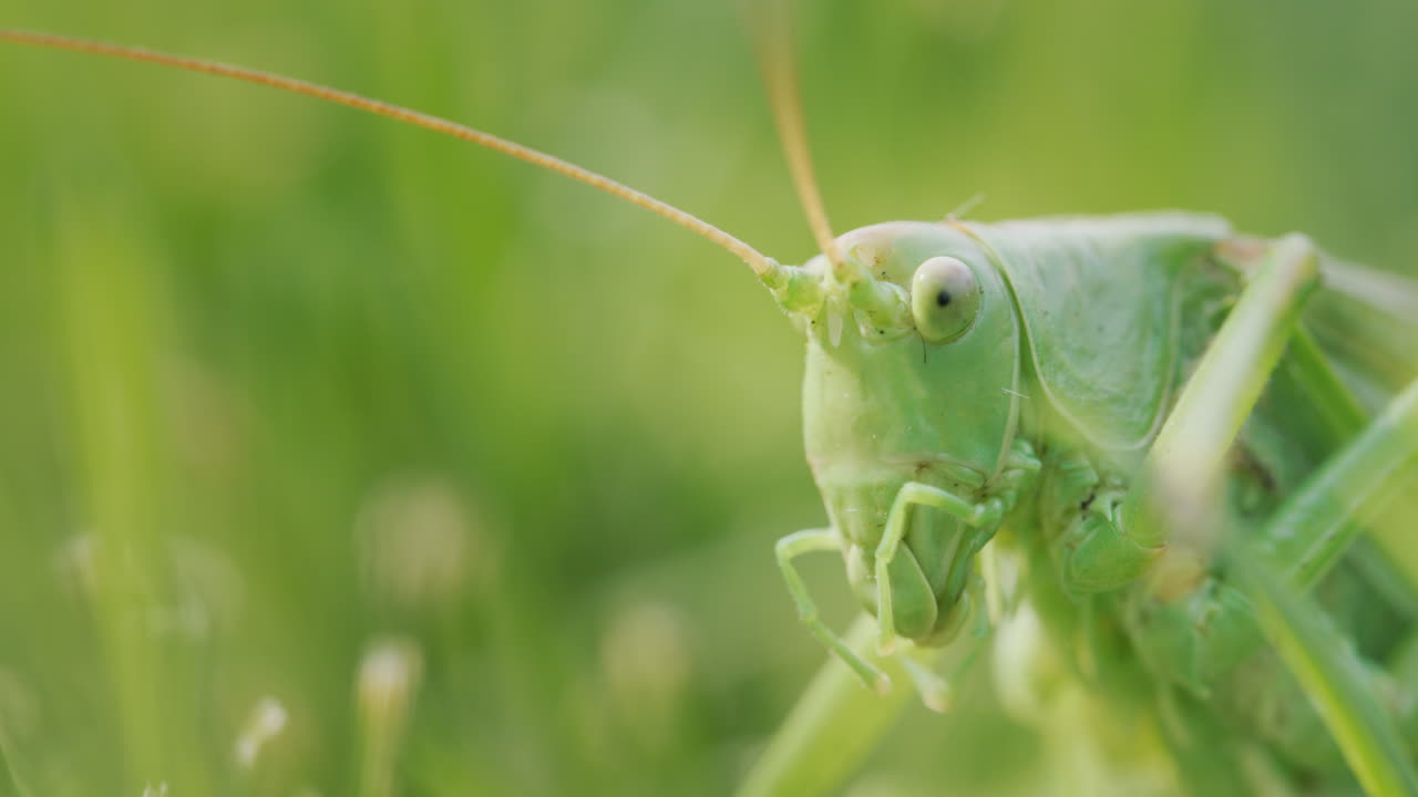 Grande cavalletta verde che si lava i denti con le zampe
