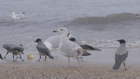 Flock-Of-Seagulls-On-Redlowo-Beach-In-Gdynia-With-Small-Wave-Crashing-Over