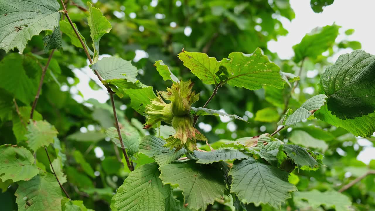 Close-up of green hazelnut fruit and leaves on the organic tree