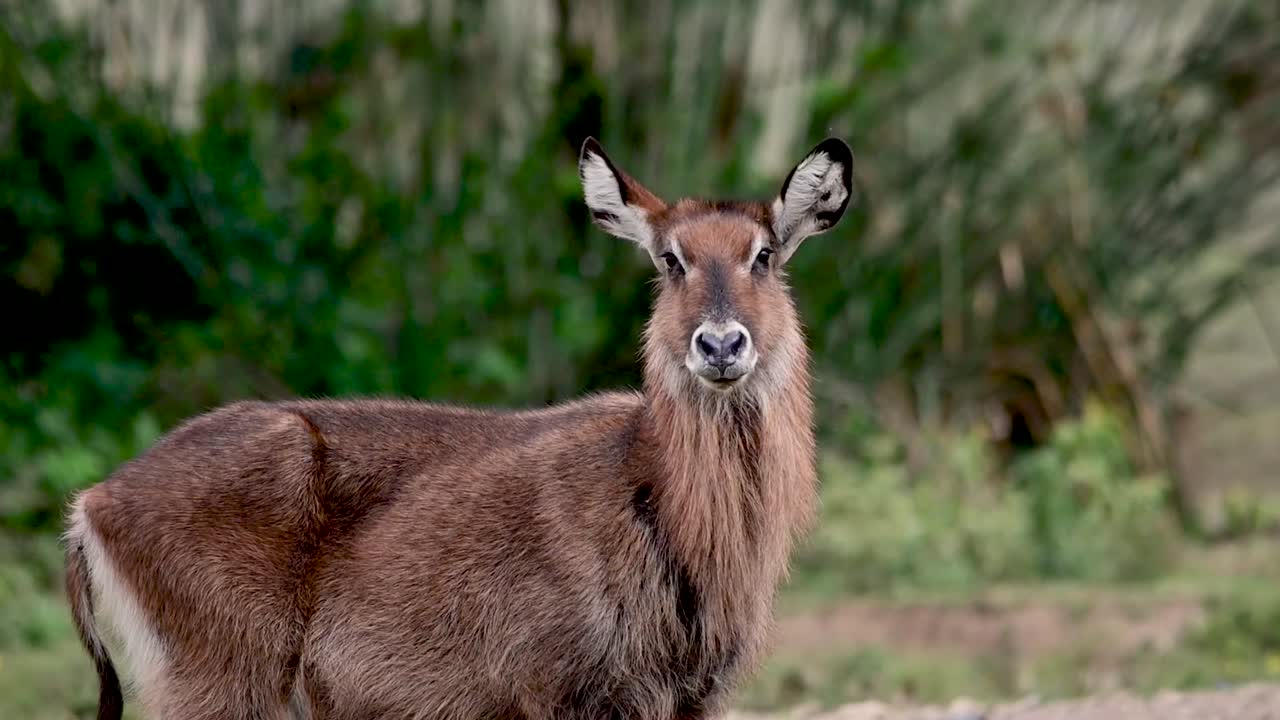 Waterbuck in African Savanna