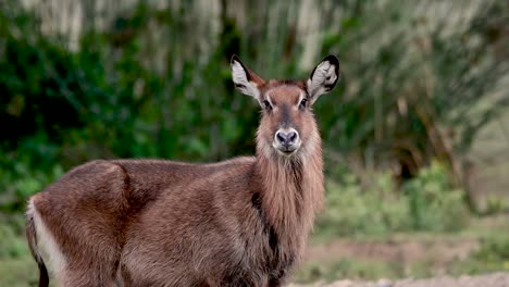 waterbuck in african savanna