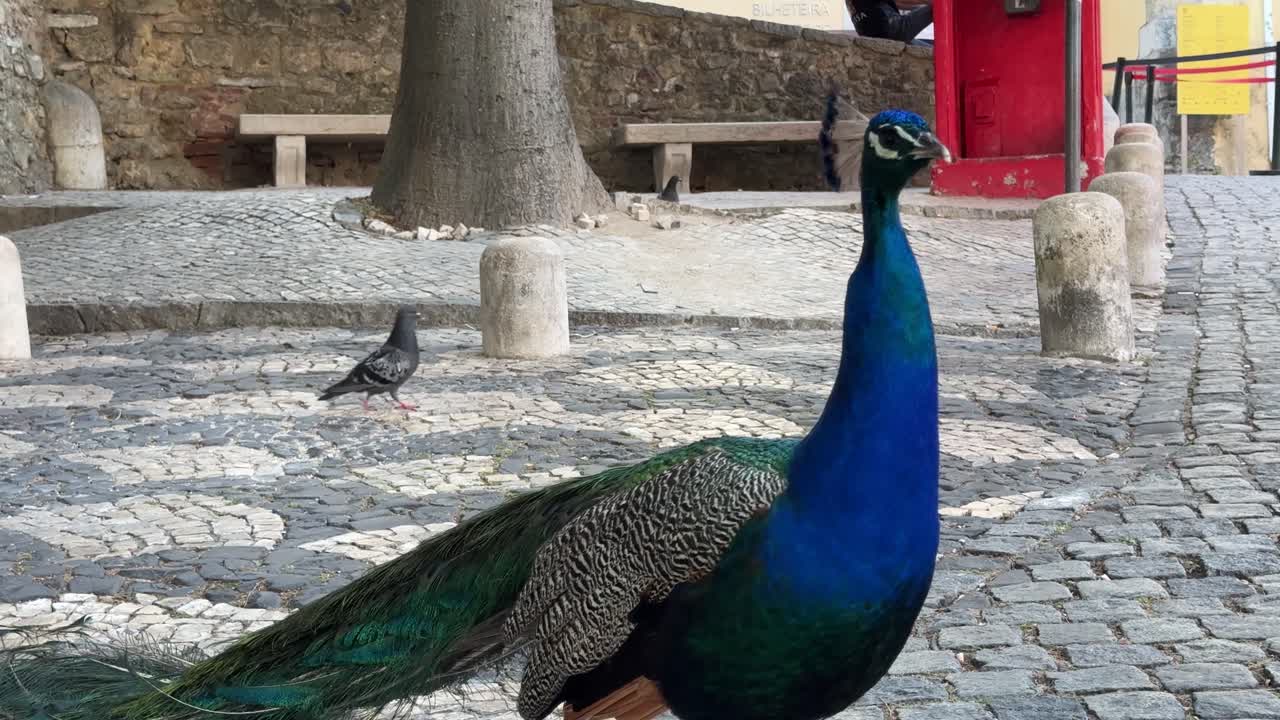 hermosos pavos reales azules y palomas vagando por el pavimento