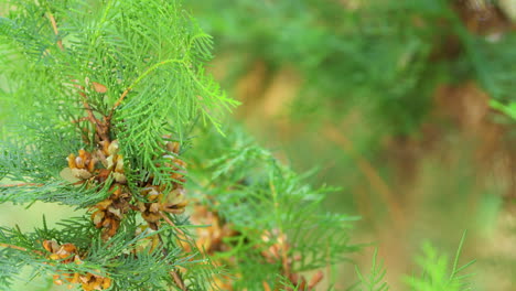 varied tit bird pick up thuja seed from ripe cone holding nut in beak and flies away - close-up