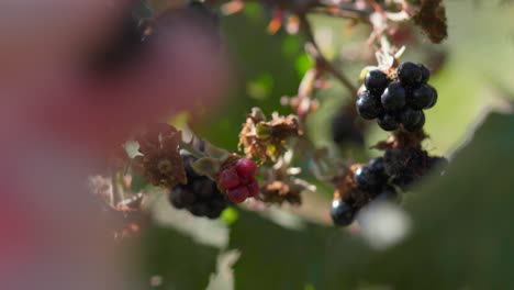 primer plano de moras dulces recogidas en el arbusto tomando el sol, nueva zelanda