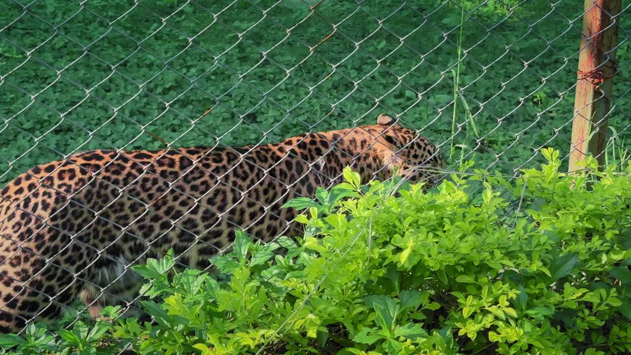 A spotted leopard walks slowly through green grass behind a wire fence, its muscular body low and alert as sunlight highlights the patterned coat