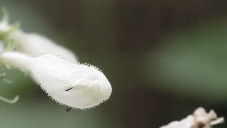 a bug hangs out on a white flower on an overcast day