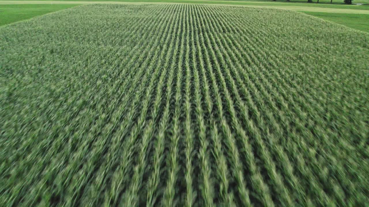 Sonsuz mısır tarlası, havadan drone ile hızlı yukarıdan görünüm