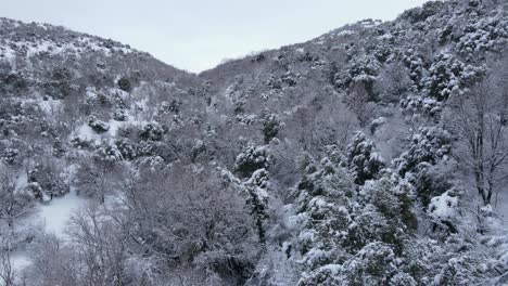 Drone-shot-over-snow-covered-forest-on-Mount-Hermon-during-winter-in-Israel